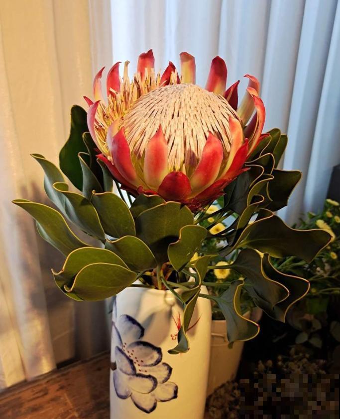 3种帝王花，开花很霸气，最后一种路边就有