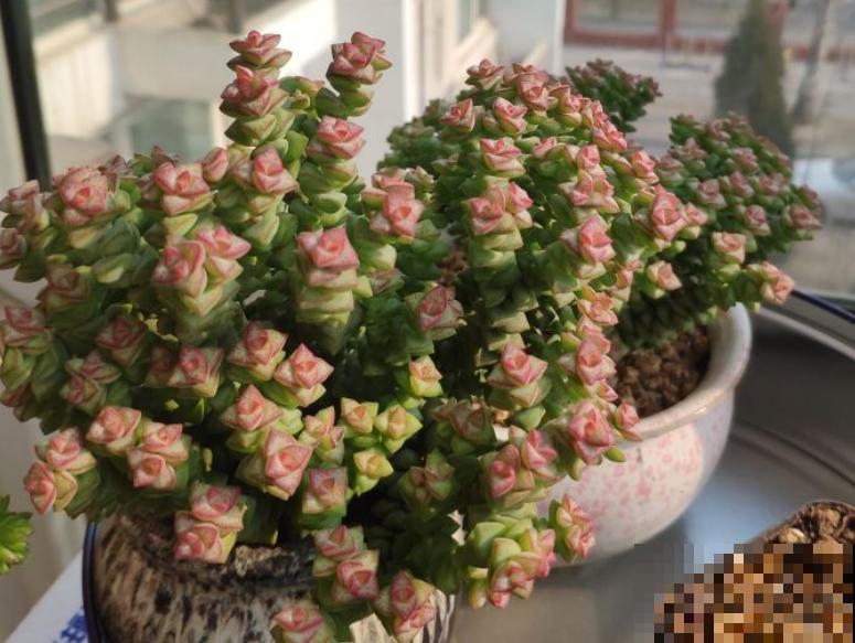 这种多肉,爆盆太可怕了,叶子多得往外溢! 这种多肉,爆盆太可怕了,叶子多得往外溢!