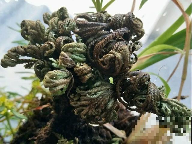 神奇的卷柏，可以起死回生，喷点水就复活！