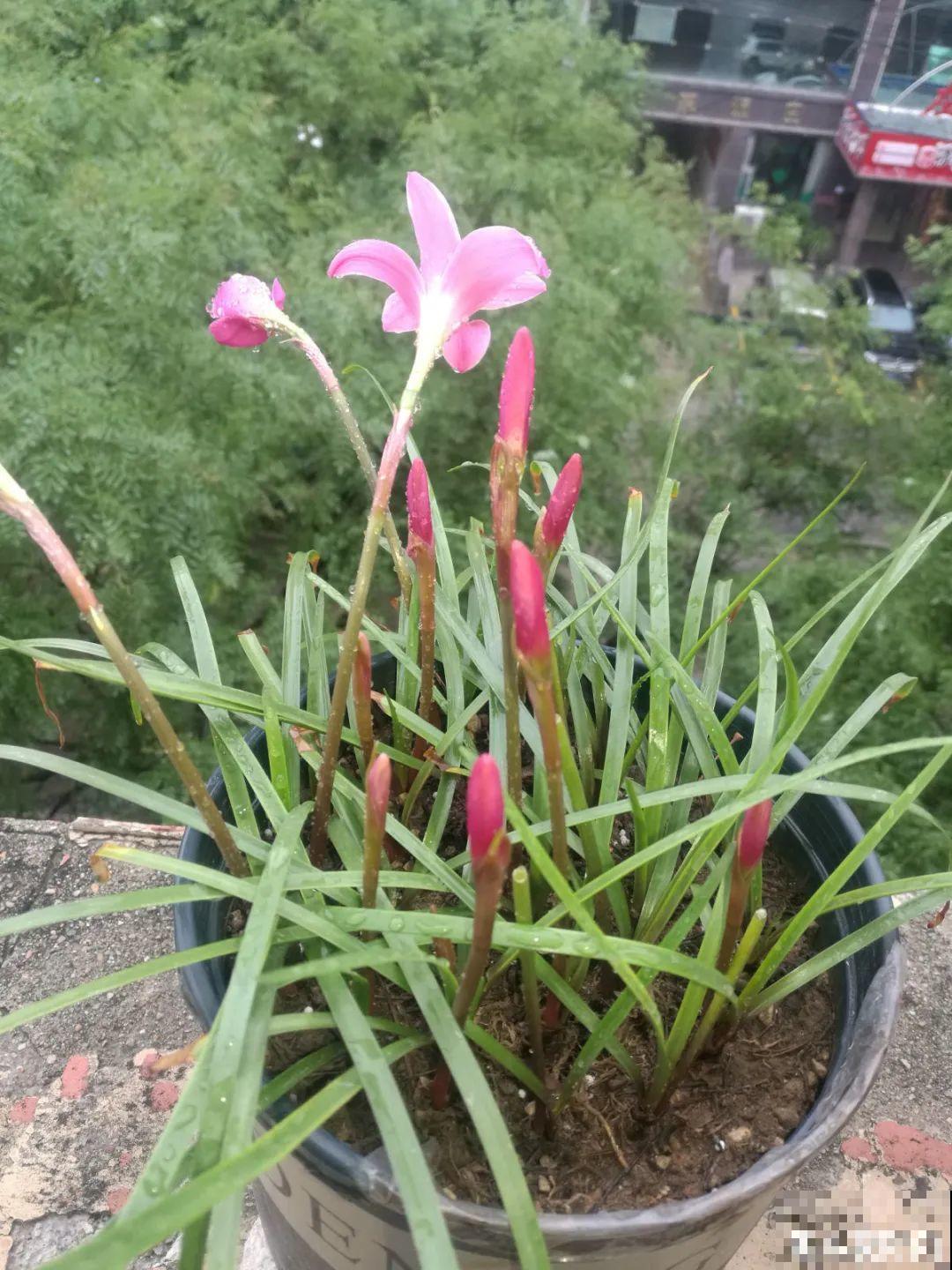 1种花，不怕晒不怕风，大雨过后呼呼开花