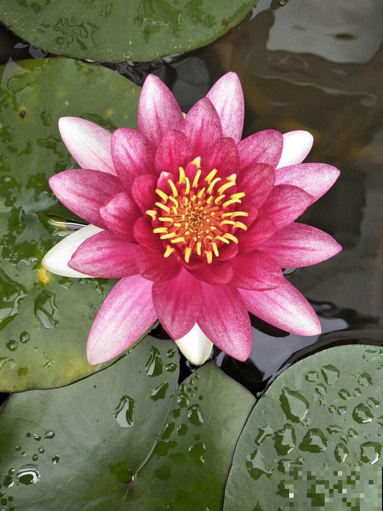 爱养花的女人，都有这7个特质