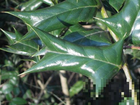 农村最奇特的植物，叶子长满刺，种门口可以防贼！