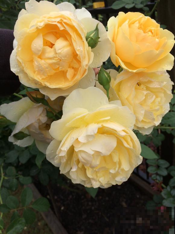 这些花,名字真让人尴尬,一读出来都没法听! 这些花,名字真让人尴尬,一读出来都没法听!