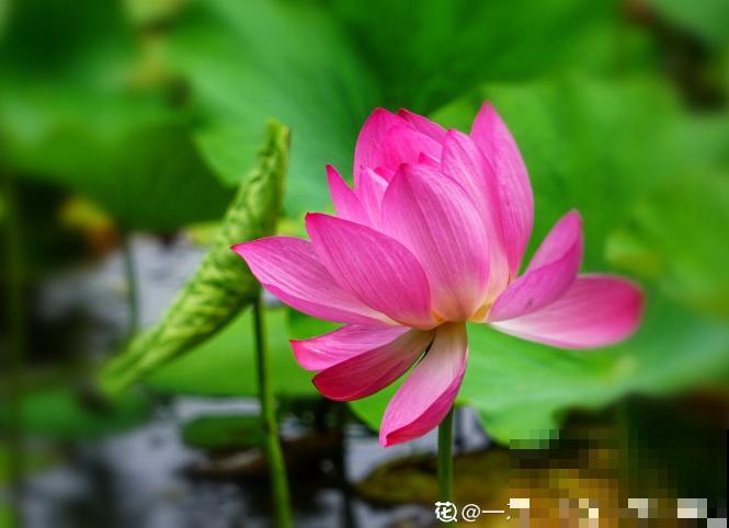 这花有20多个名字，多数人却只知道2个，看完长见识！