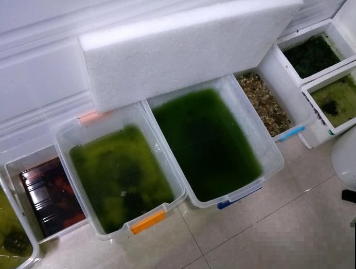 奇葩的养花方式,看得我目瞪口呆,长见识了! 奇葩的养花方式,看得我目瞪口呆,长见识了!