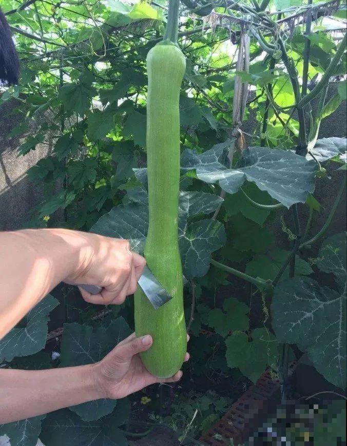 西红柿养成树,1年能结6000斤果,巨无霸第一次见! 西红柿养成树,1年能结6000斤果,巨无霸第一次见!