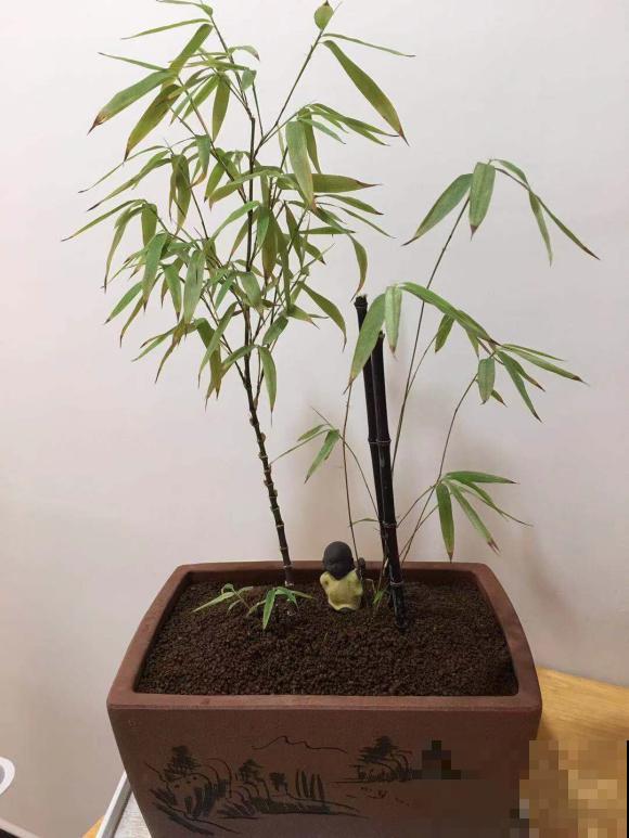 4种小竹子，摆家里上档次，今年特别流行！