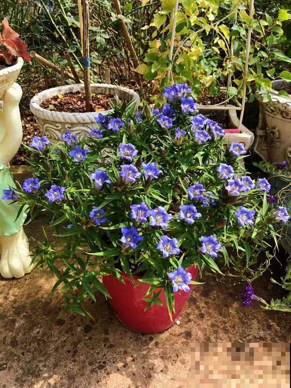 女儿辞职，回家养花，老爸说：15亩地，你负责养花，我负责蔬果！