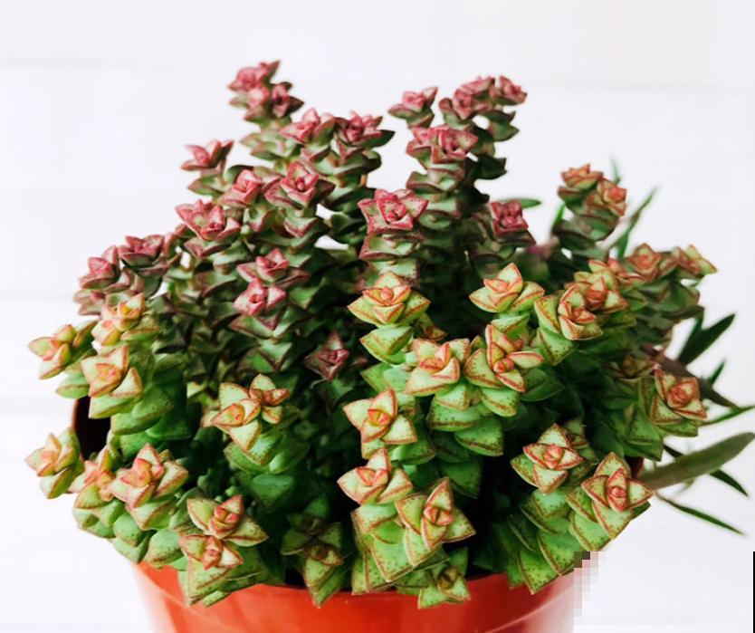 这种多肉,爆盆太可怕了,叶子多得往外溢! 这种多肉,爆盆太可怕了,叶子多得往外溢!