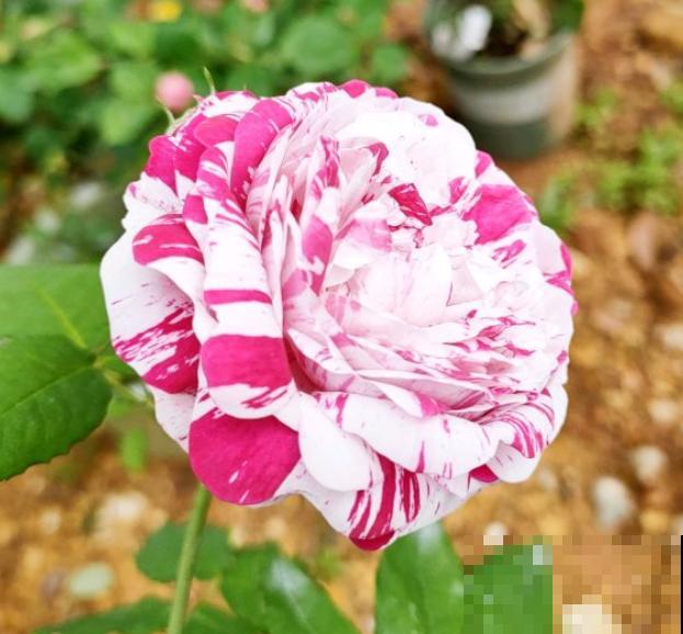 这些花,名字真让人尴尬,一读出来都没法听! 这些花,名字真让人尴尬,一读出来都没法听!