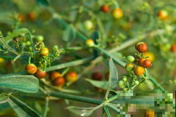 这些植物，在古代是用来染衣服用的，好厉害！