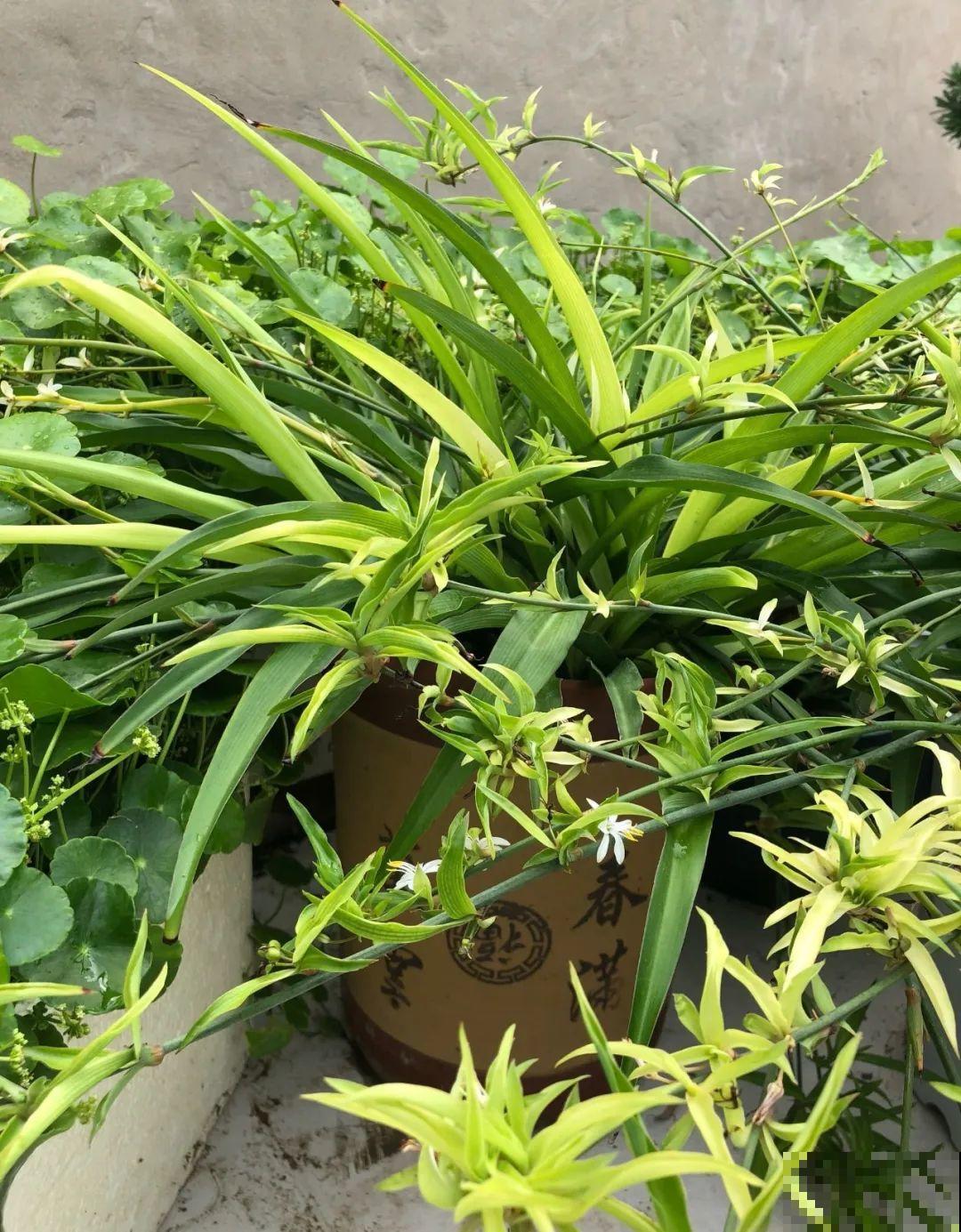 吊兰一根枝,爆出50个小吊,太漂亮! 吊兰一根枝,爆出50个小吊,太漂亮!