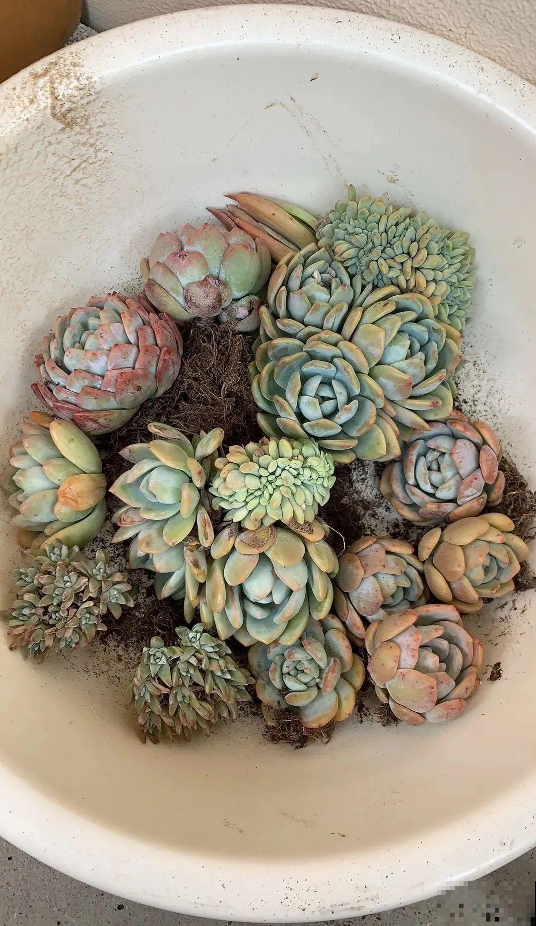 周末去花市捡漏，这花竟然1块钱1棵，赶紧买！