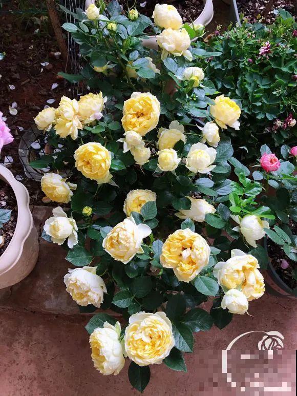 女儿辞职，回家养花，老爸说：15亩地，你负责养花，我负责蔬果！