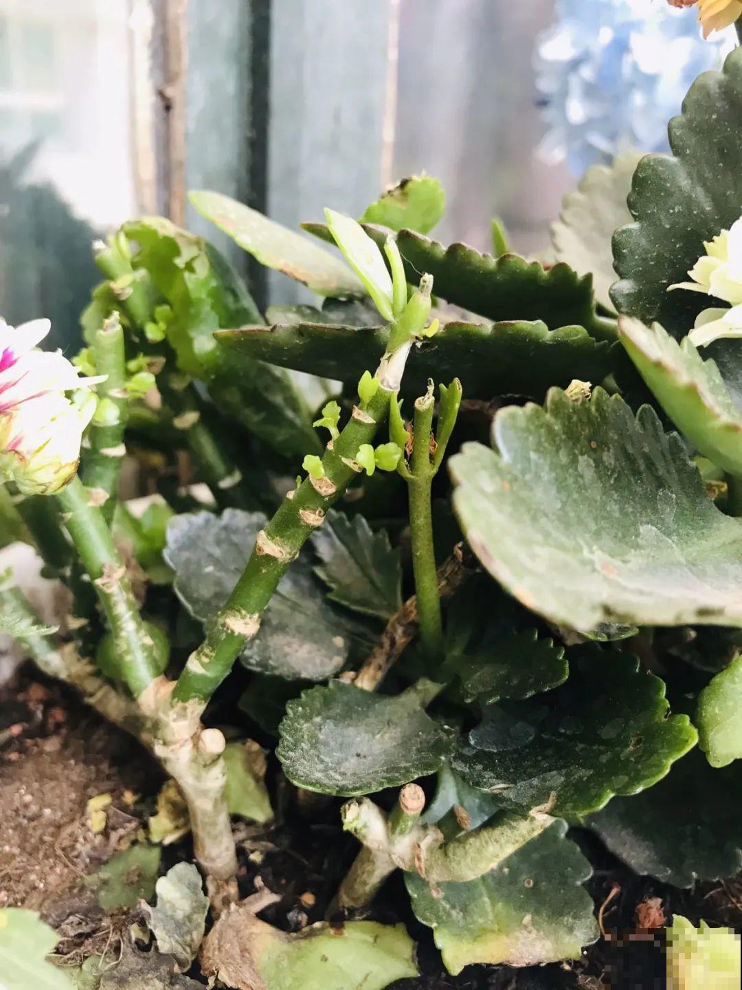 3种花,不要随便剪叶子,否则剪完不开花,亏了! 3种花,不要随便剪叶子,否则剪完不开花,亏了!