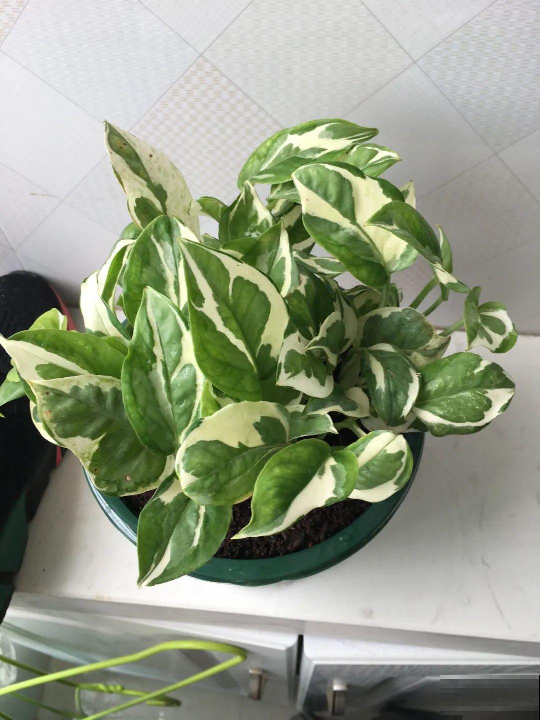 栀子、茉莉原来有5个品种,一个比一个香,叶子带花纹的更值钱! 栀子、茉莉原来有5个品种,一个比一个香,叶子带花纹的更值钱!