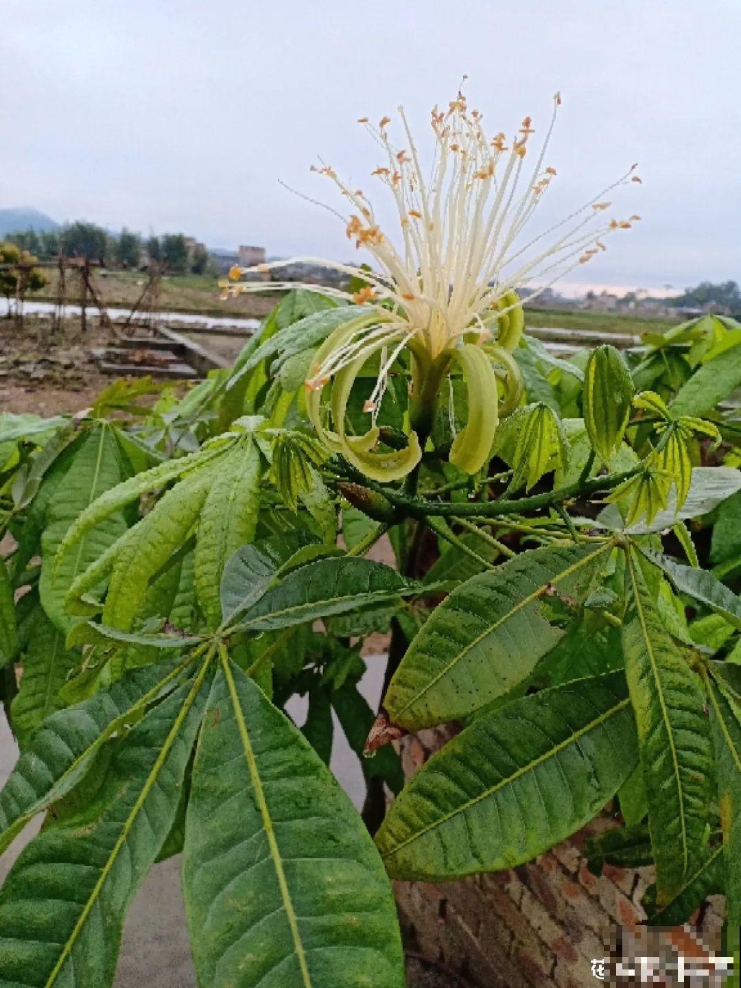 养了20年的玉树，满树开粉花，据说好运要来了！