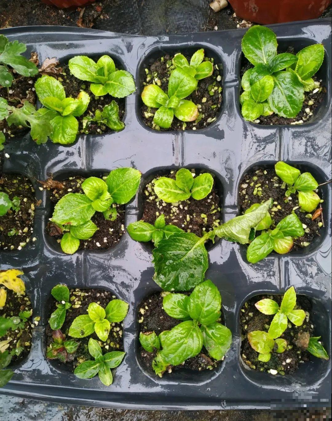 月季,绣球正是扦插好时机,学会方法,繁育一阳台! 月季,绣球正是扦插好时机,学会方法,繁育一阳台!