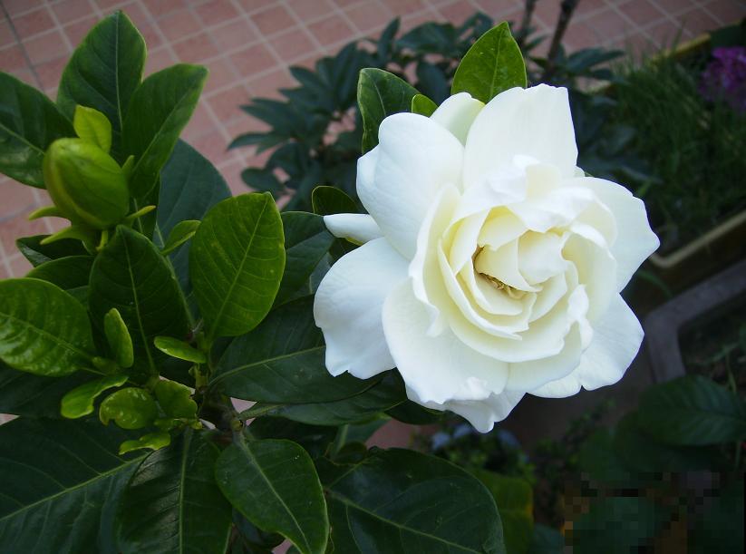 中国各城市市花，都在这里了，看看你所在的城市是什么花吧！