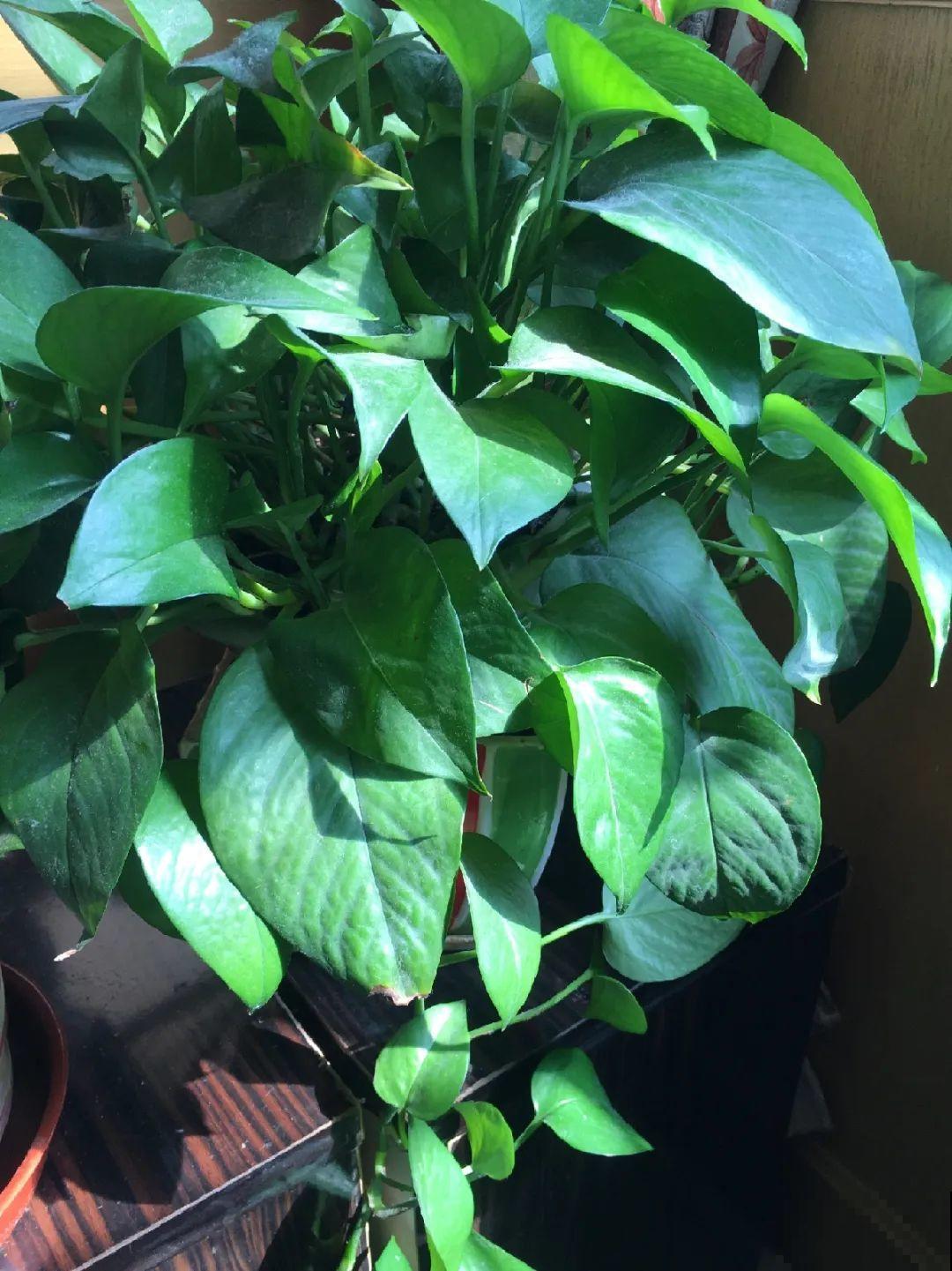 5种花,卧室不能养,离太近都不好! 5种花,卧室不能养,离太近都不好!