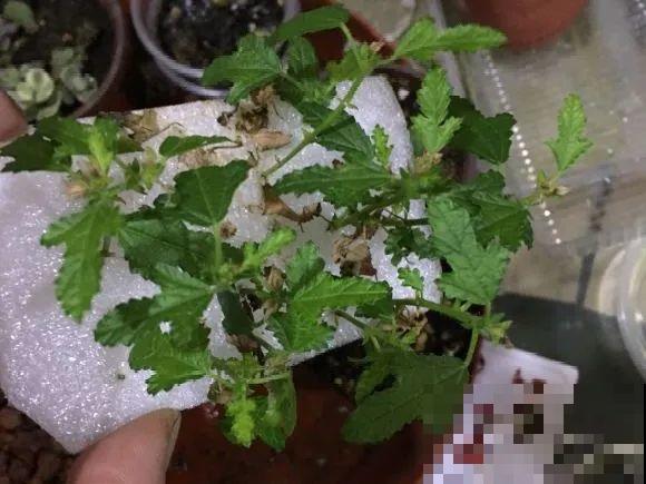 三角梅狠心剪一剪，花芽蹭蹭冒，开爆盆