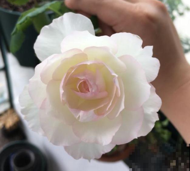 8款冷门月季,表现特别好,但是养的人不多! 8款冷门月季,表现特别好,但是养的人不多!