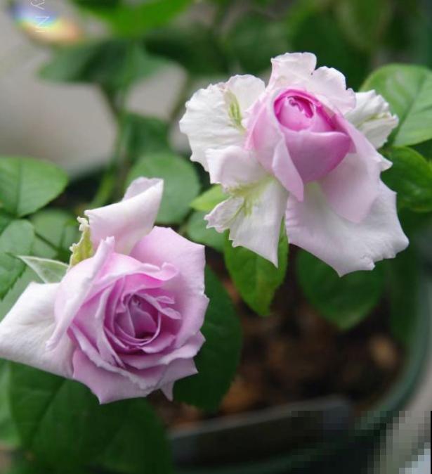 几种适合阳台养的月季,夏天也很少生病,太省心了! 几种适合阳台养的月季,夏天也很少生病,太省心了!