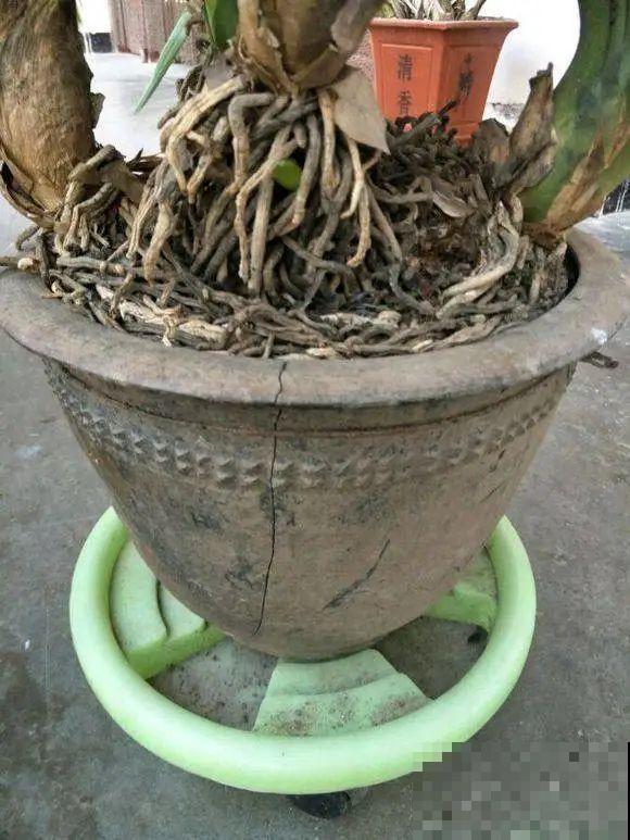 养这花，10年都不用换盆，照样养成传家宝