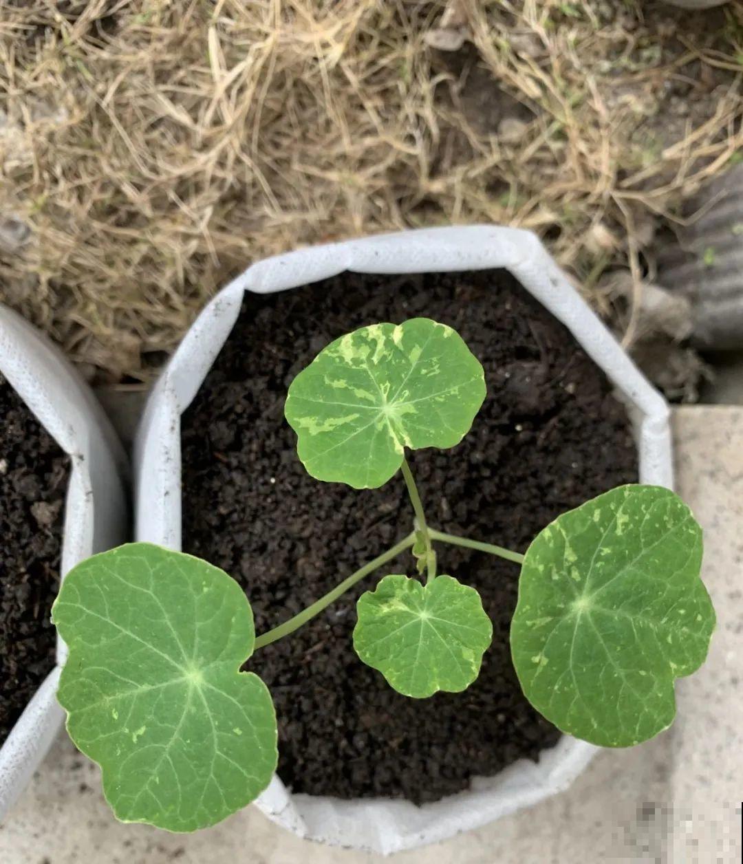 有些花爱爆炸,炸出不少黑豆豆,现在采收要注意! 有些花爱爆炸,炸出不少黑豆豆,现在采收要注意!