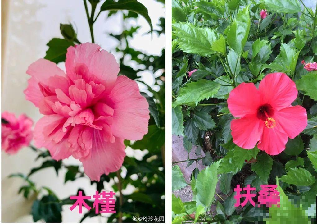 买花要瞪大眼睛，长得太像容易上当，大家要注意