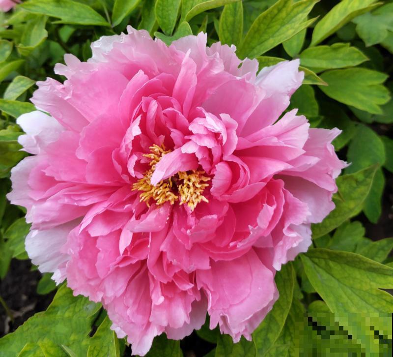 各国的国花,居然被他编成一首诗,太有才了! 各国的国花,居然被他编成一首诗,太有才了!