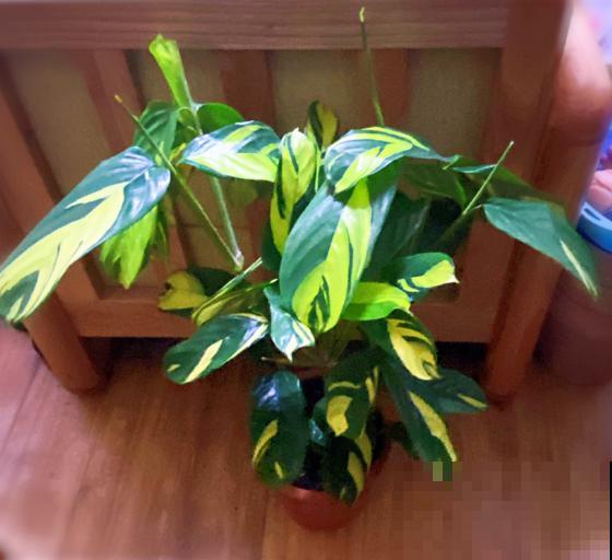 新买的花,套个花盆,成活率100%! 新买的花,套个花盆,成活率100%!