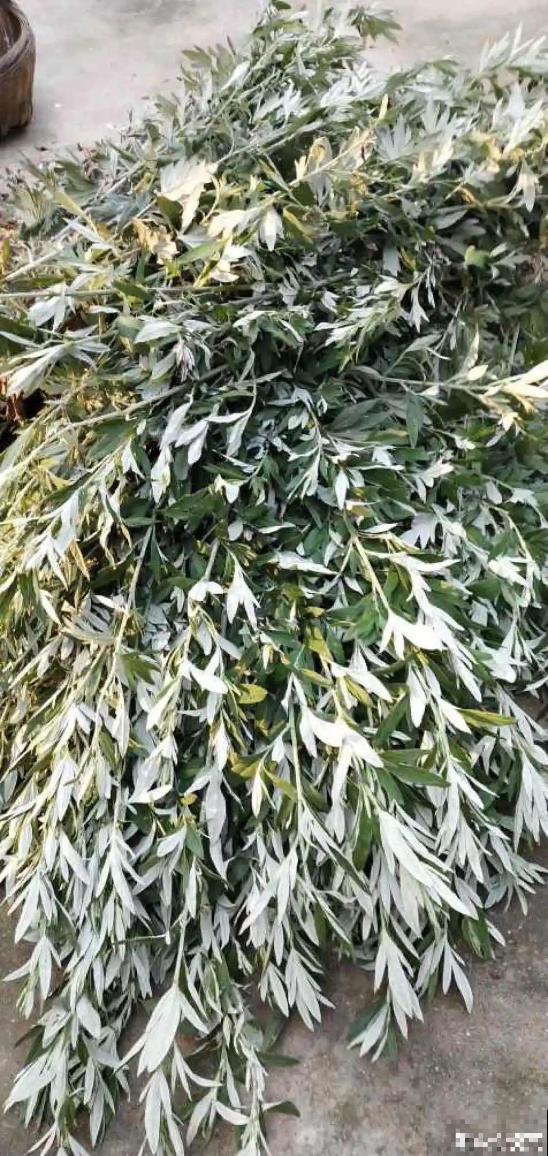 7月野菜金不换，2块钱一捆，凉拌吃格外香！