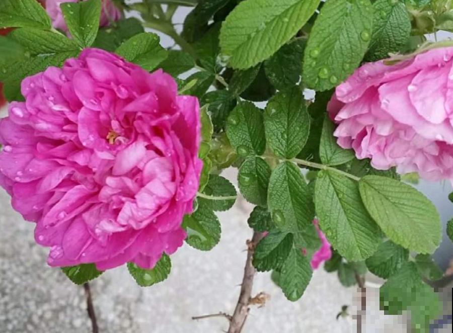 夏天这8种花，可以当菜吃，再不摘就没了！
