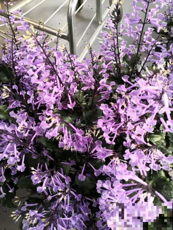 10种花,不怕风吹雨淋,不怕暴晒干旱,四季爆开花,堪称花坚强! 10种花,不怕风吹雨淋,不怕暴晒干旱,四季爆开花,堪称花坚强!