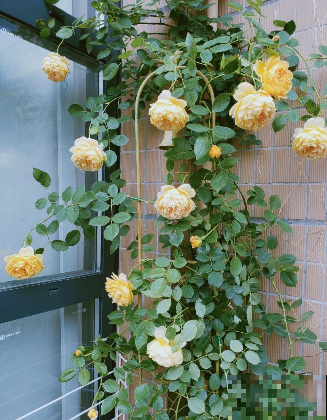 有个小院养养花，退休的生活，也能多姿多彩！