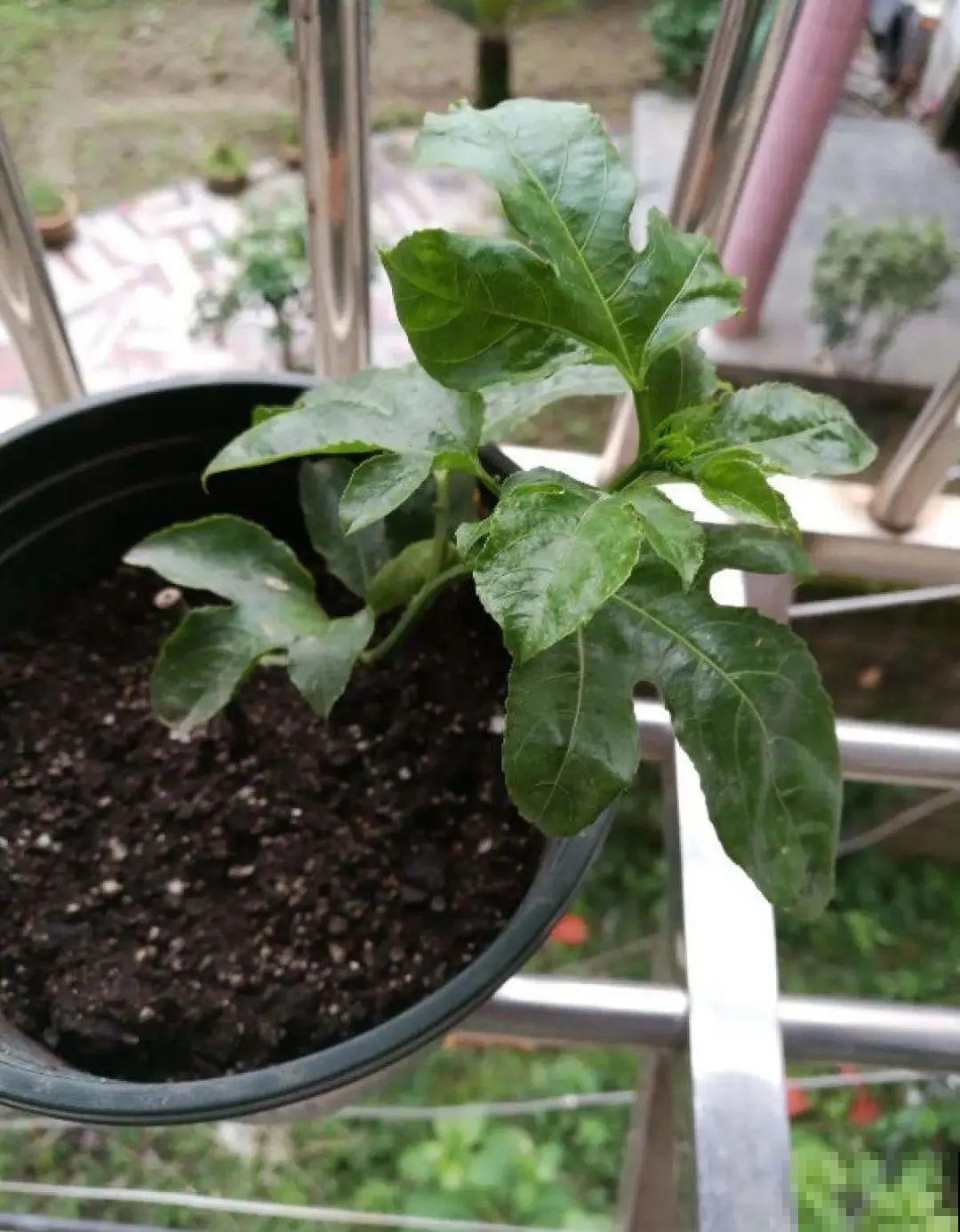 路边掐几根大粗枝,5天就生根,结果沉甸甸! 路边掐几根大粗枝,5天就生根,结果沉甸甸!