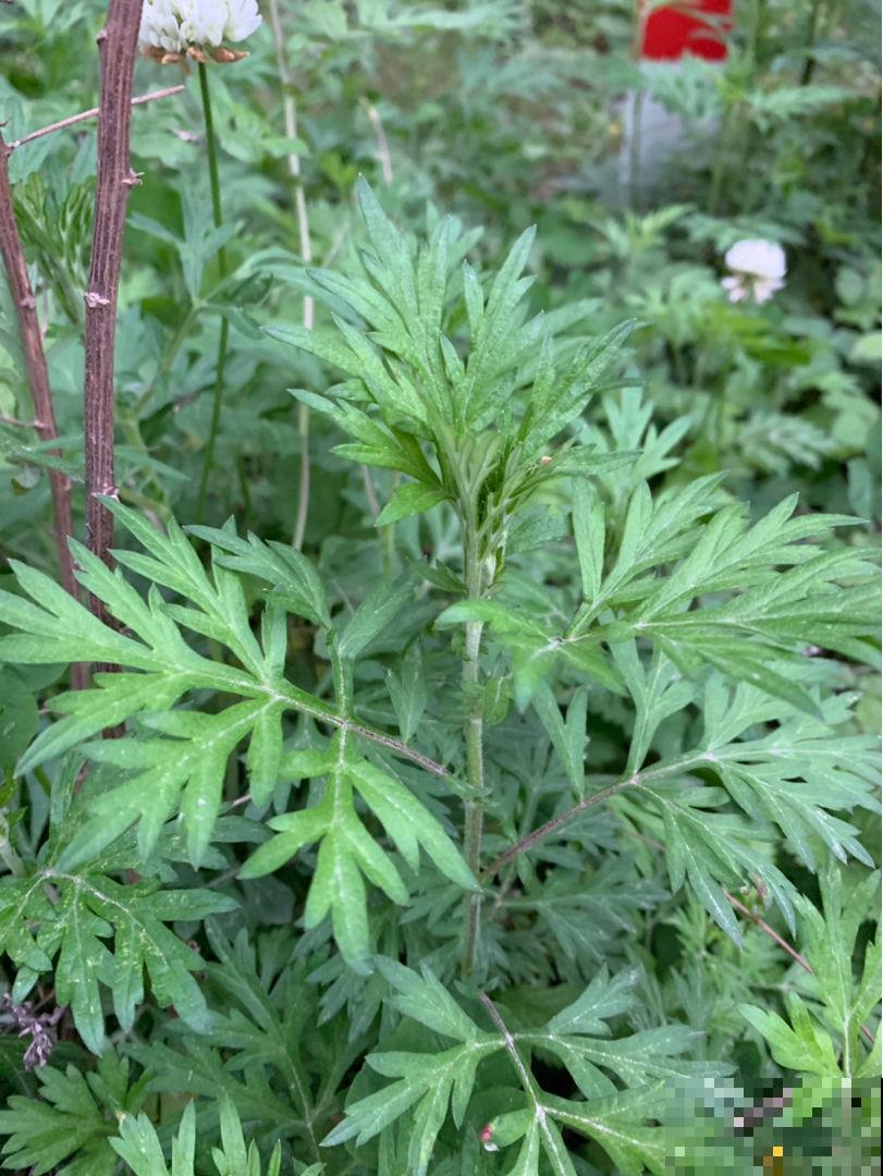 屋里养盆驱蚊花，清香四溢，一觉睡到大天亮