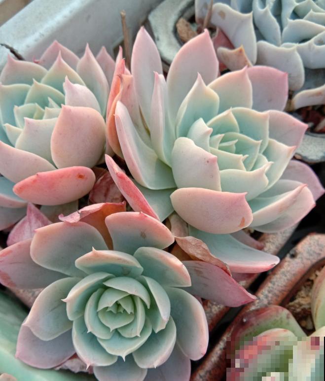 养了5年多肉,从小白变成大神,这些经验送你了! 养了5年多肉,从小白变成大神,这些经验送你了!