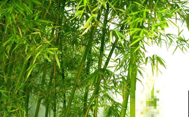 植物界2大成功定律:荷花定律、竹子定律! 植物界2大成功定律:荷花定律、竹子定律!