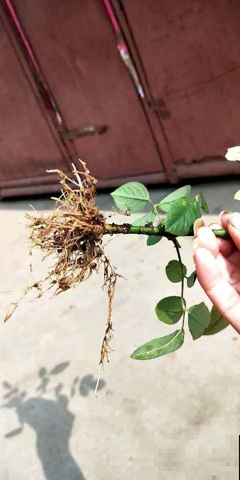 5种花不用土,掰一块木板子来养花,省了大笔买土钱! 5种花不用土,掰一块木板子来养花,省了大笔买土钱!