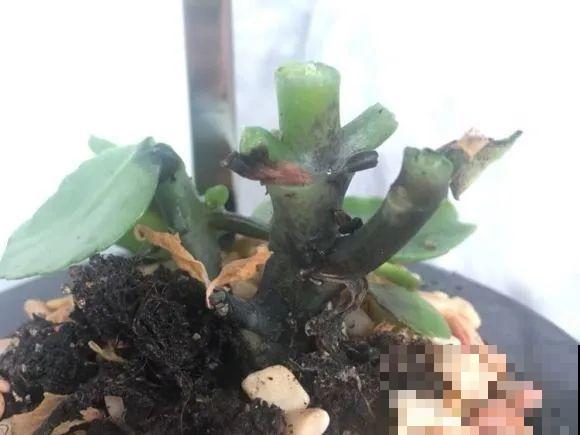 看到这些花,扭头就走,别买,谁买谁吃亏! 看到这些花,扭头就走,别买,谁买谁吃亏!