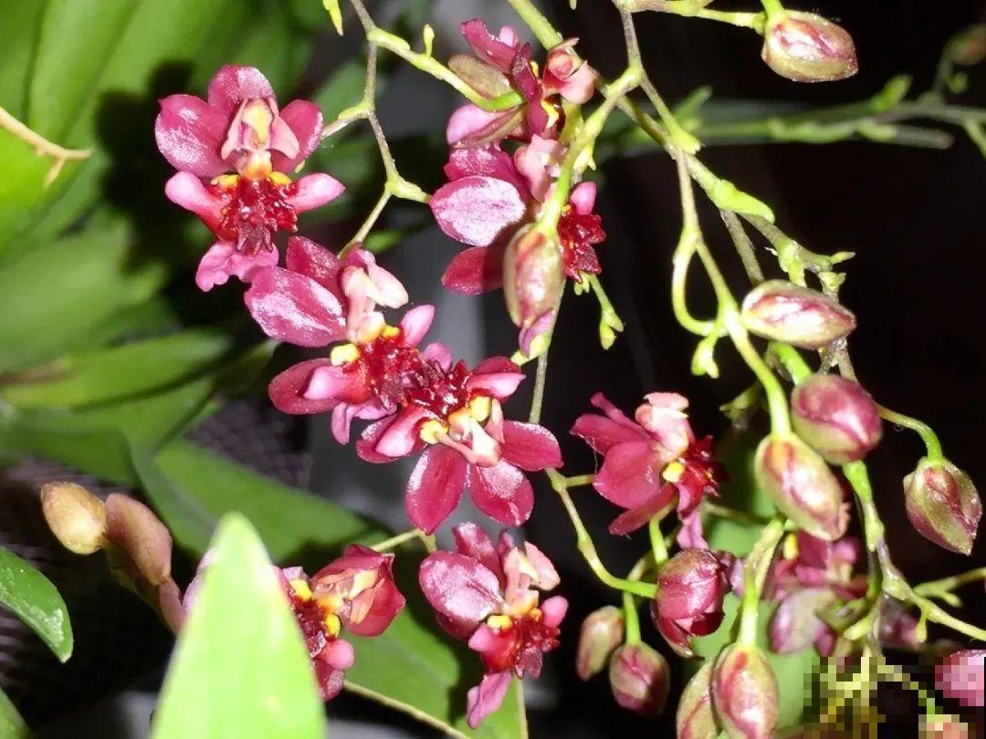 公认最好养的兰花，一次开花1000朵，满屋子兰香！
