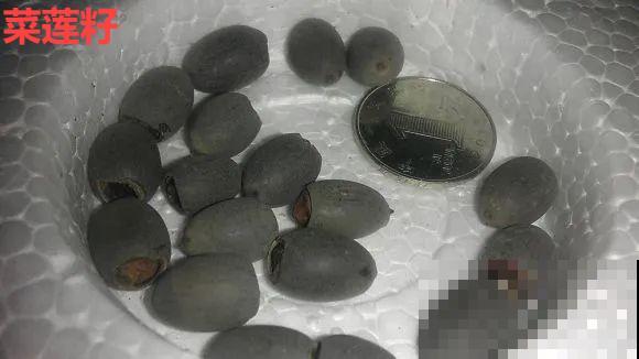 看到这些花,扭头就走,别买,谁买谁吃亏! 看到这些花,扭头就走,别买,谁买谁吃亏!