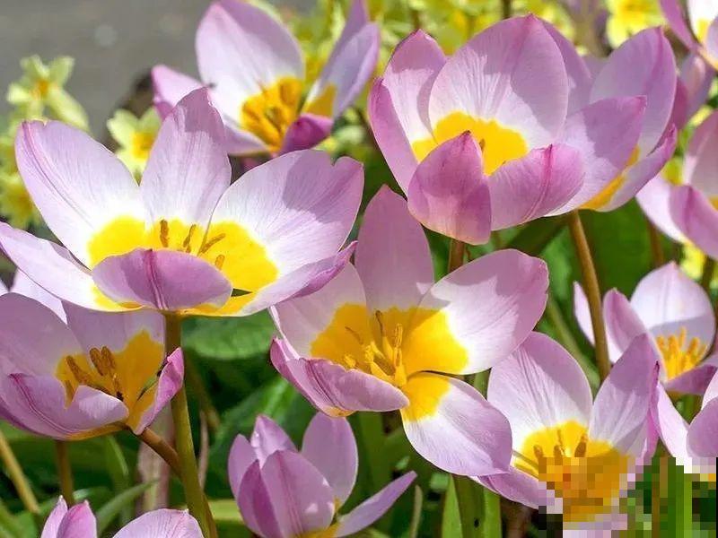 郁金香的“原始”祖先，大雪地里开花，颜值100分！