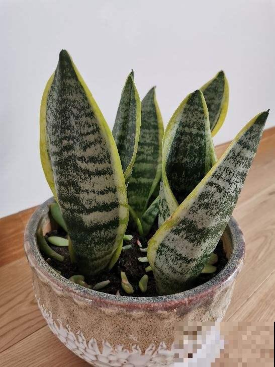 适合上班族养的花，放在电脑旁，放松压力还能明目