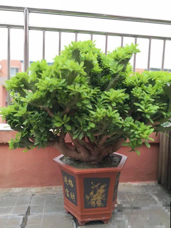 这花3年没浇水，却疯长得把盆撑爆，懒人福利啊！