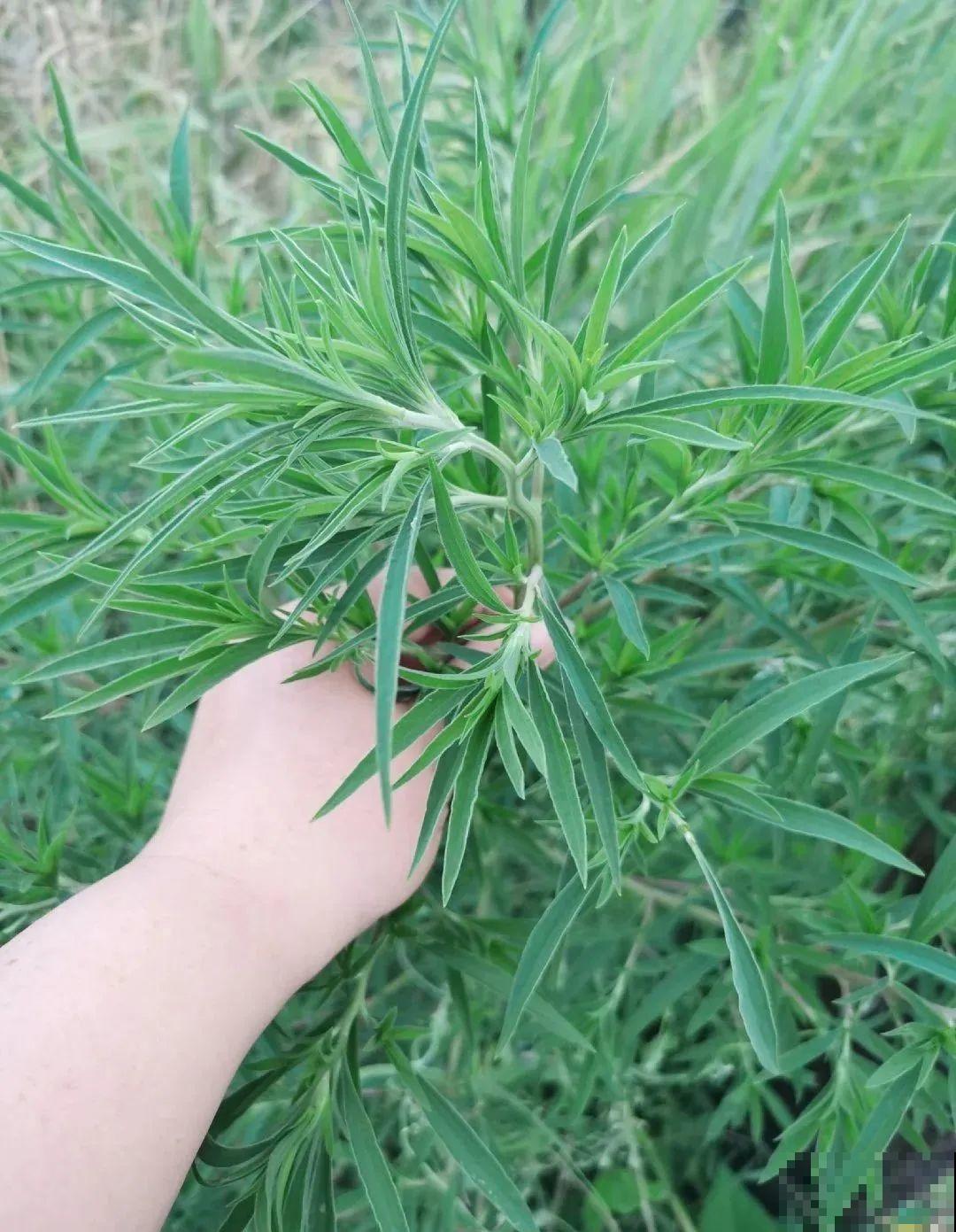 7月野菜金不换，2块钱一捆，凉拌吃格外香！