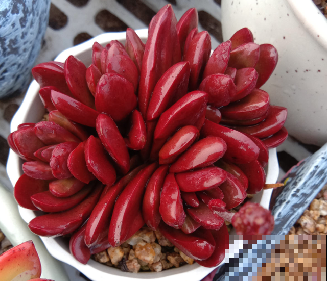 养了5年多肉,从小白变成大神,这些经验送你了! 养了5年多肉,从小白变成大神,这些经验送你了!