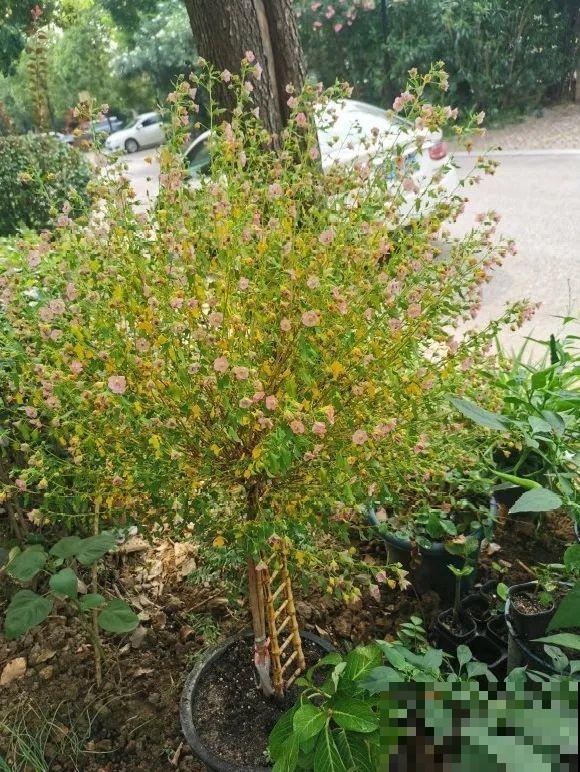 花养成光杆司令，赶紧这么救，3天冒新芽！